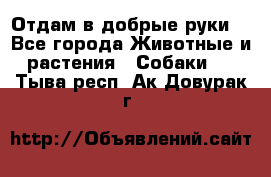 Отдам в добрые руки  - Все города Животные и растения » Собаки   . Тыва респ.,Ак-Довурак г.